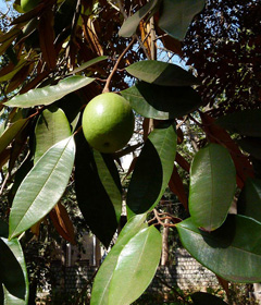 Chrysophyllum cainito Star Apple, Caimito